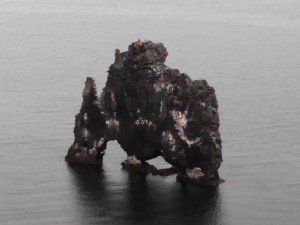 Hvítserkur, focas