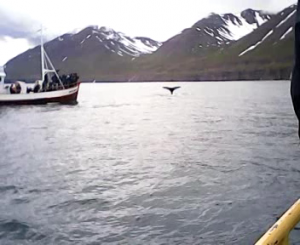 Goðafoss, ballenas